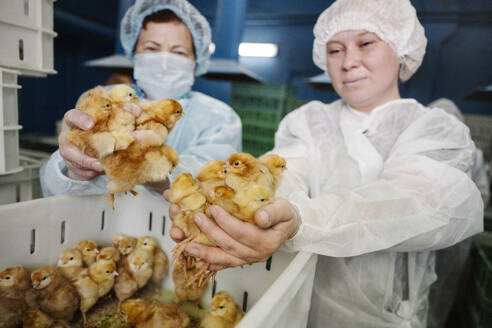 Tierärzte stecken Hühner in der Fabrik in Plastikbehälter - EYAF02874