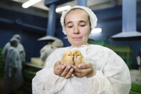Tierarzt hält Hühner in der Hand in der Fabrik - EYAF02878