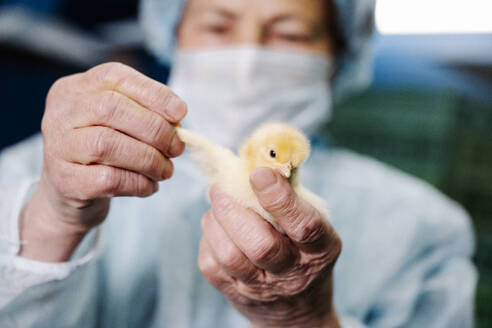 Tierarzt mit Maske und Untersuchung von Hühnern - EYAF02882