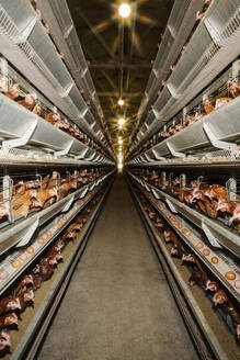 Aisle with hens in cages kept on racks at poultry farm - EYAF02884