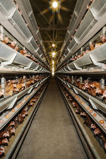 Gang mit Hühnern in Käfigen auf Gestellen in einem Geflügelbetrieb - EYAF02884