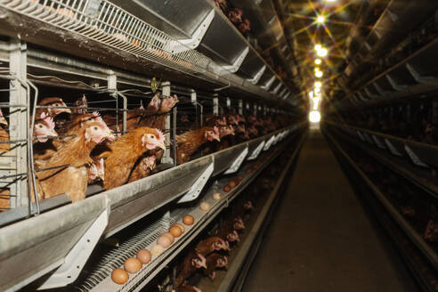 Hühner in Käfigen mit Eiern in einer Geflügelfarm - EYAF02885