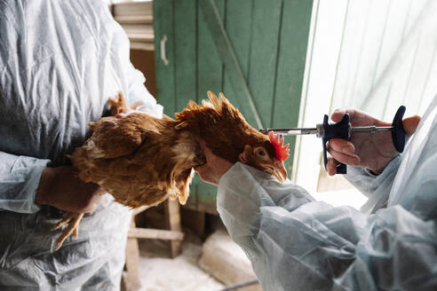 Tierärzte impfen ein Huhn in einem Geflügelbetrieb - EYAF02889