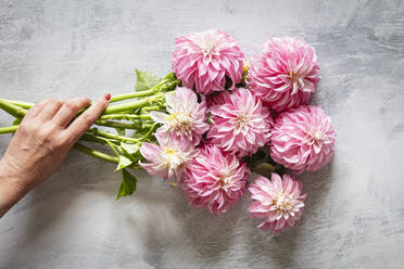 Die Hand einer Frau, die einen Strauß rosa blühender Dahlien 