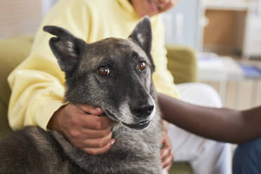 Hund mit braunen Augen sitzt neben einer Frau in einer Klinik - KPEF00534
