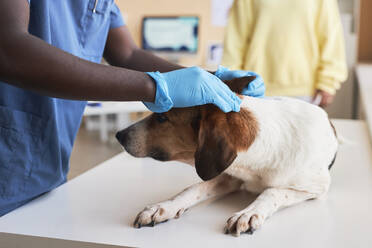 Veterinarian wearing gloves and examining dog in clinic - KPEF00535