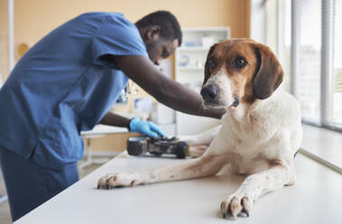 Veterinarian examining disabled beagle dog's prosthetic equipment in clinic - KPEF00537