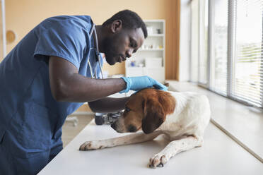 Tierarzt mit Handschuhen und Untersuchung eines Hundes auf einem Tisch in einer Klinik - KPEF00540