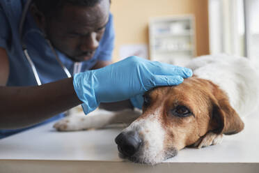 Tierarzt mit Handschuhen und Untersuchung eines Beagle-Hundes auf einem Tisch in einer Klinik - KPEF00541