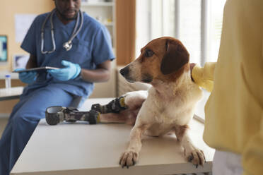 Ein behinderter Hund sitzt auf einem Tisch neben einem Tierarzt und einer Frau in einer Klinik - KPEF00546