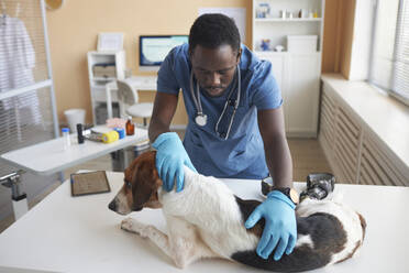 Young veterinarian wearing gloves and examining disabled beagle dog in clinic - KPEF00550