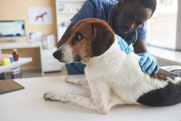 Junger Tierarzt mit Handschuhen, der einen kranken Beagle-Hund in der Klinik untersucht - KPEF00551