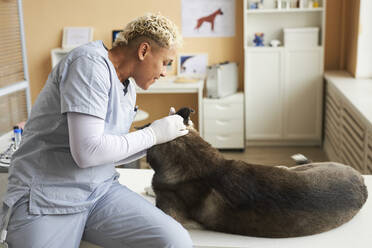 Lächelnder Tierarzt, der einen Hund auf einem Tisch in einer Klinik untersucht - KPEF00554