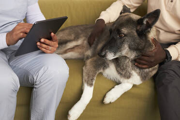 Veterinarian using tablet PC near dog and man on sofa in clinic - KPEF00561