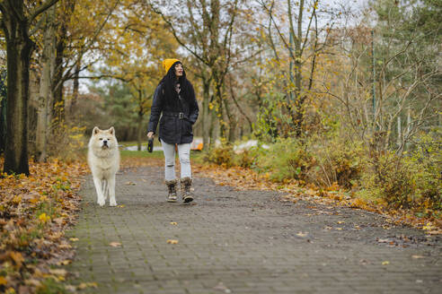 Frau geht mit Akita-Hund im Herbstpark spazieren - JCCMF11070