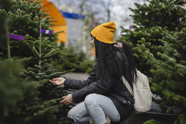 Frau, die einen Tannenbaum auf dem Weihnachtsmarkt anfasst und auswählt - JCCMF11080