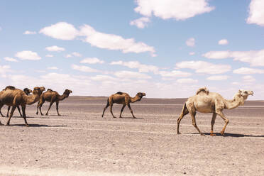 Kamelfamilie beim Spaziergang in der Wüste von Merzouga, Marokko, Afrika - PCLF00908