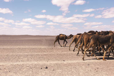 Kamelfamilie beim Spaziergang in der Wüste an einem sonnigen Tag in Merzouga, Marokko, Afrika - PCLF00909