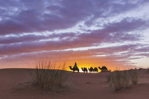 Mann führt Kamele bei Sonnenuntergang in der Wüste Sahara, Marokko, Afrika - PCLF00915