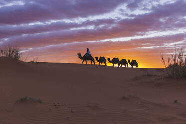 Mann reist auf Kamel bei Sonnenuntergang in der Wüste Sahara, Marokko, Afrika - PCLF00916