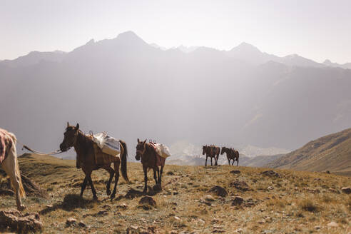 Pferde, die durch den Berg Kazbek in Stepantsminda, Georgien, wandern - PCLF00950