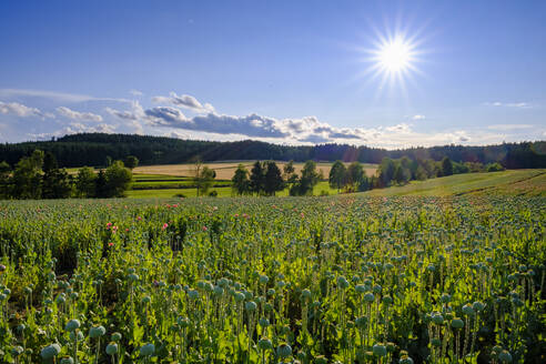 Austria, Lower Austria, Armschlag, Vast poppy field in summer - LBF03872