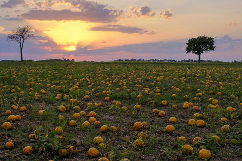 Österreich, Niederösterreich, Poysdorf, Kürbisfeld bei Sonnenuntergang - LBF03879