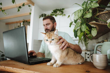 Man stroking cat and using laptop in kitchen at home - WESTF25323