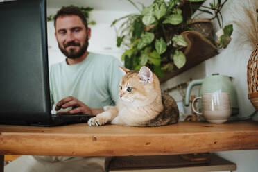 Man with cat using laptop in kitchen at home - WESTF25325