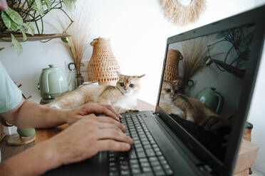 Nahaufnahme eines Mannes mit Katze am Laptop - WESTF25326