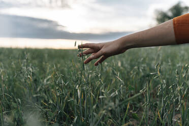 Hand touching corn crops growing in field - TOF00175