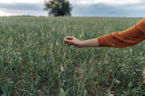 Hand einer Frau, die eine Maisernte auf einem Feld hält - TOF00176