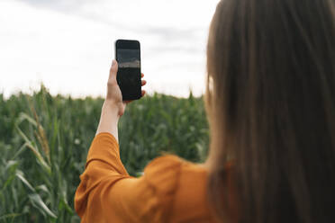 Frau fotografiert Maisfeld mit dem Mobiltelefon - TOF00207