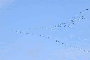 Deutschland, Nordrhein-Westfalen, Großer Kranichschwarm (Grus grus) fliegt gegen den Himmel - WIF04700