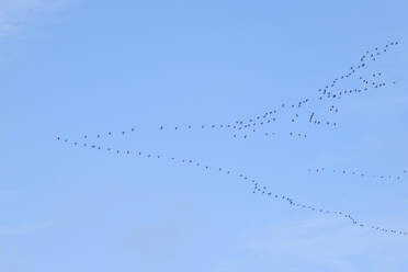 Germany, North Rhine Westphalia, Large flock of cranes (Grus grus) flying against sky - WIF04700