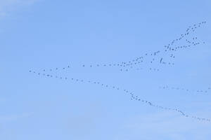 Deutschland, Nordrhein-Westfalen, Großer Kranichschwarm (Grus grus) fliegt gegen den Himmel - WIF04700