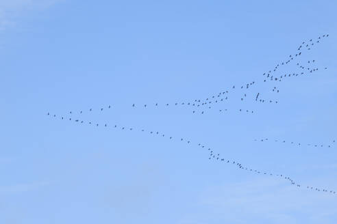 Germany, North Rhine Westphalia, Large flock of cranes (Grus grus) flying against sky - WIF04700