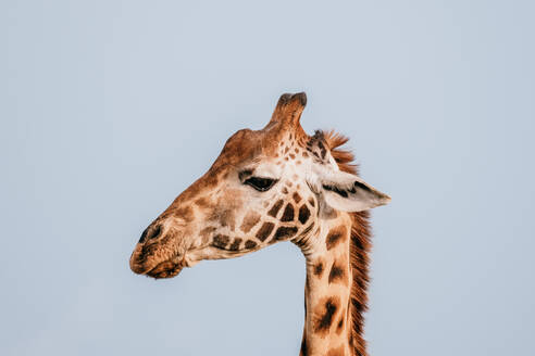 Nahaufnahme einer Massai-Giraffe, auch bekannt als G.c.tippelskirchi, vor dem Hintergrund eines klaren blauen Himmels in der Wildnis Kenias. - ADSF51765