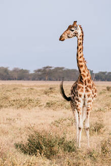 Elegante Giraffen (G.c.tippelskirchi), die frei in der wilden Landschaft des Samburu- und Masai Mara-Nationalparks in Kenia umherstreifen. - ADSF51766