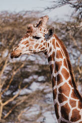 Eine majestätische Masai-Giraffe (G.c.tippelskirchi) inmitten von Akazienbäumen in den kenianischen Nationalparks Samburu und Masai Mara. - ADSF51768
