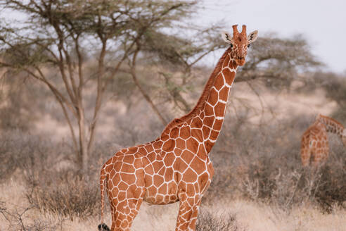Eine elegante Giraffe aus Kenia, wissenschaftlich bekannt als Giraffa camelopardalis tippelskirchi, steht inmitten der Naturlandschaft der Nationalparks Samburu und Masai Mara. - ADSF51769