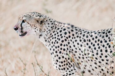 Ein wachsamer Gepard, der in den Savannenebenen Kenias, Afrika, in die Ferne blickt, verkörpert die Essenz der Tierwelt. - ADSF51770