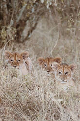 Eine Gruppe von drei Löwenjungen, die ruhig nach vorne blicken, während sie inmitten des trockenen Grases der kenianischen Savanne ruhen, repräsentiert die vielfältige Tierwelt Afrikas. - ADSF51772