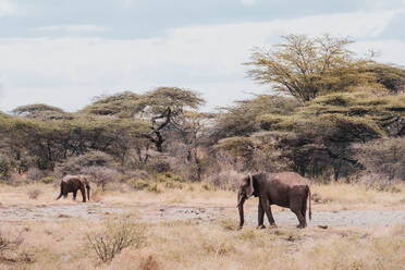 Zwei afrikanische Elefanten streifen frei durch die weite Savanne Kenias, umgeben von Akazienbäumen und der heiteren Wildnis. - ADSF51773