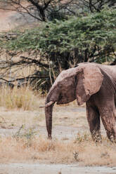 An African elephant stands amidst the dry grass of a Kenyan savannah, showcasing its grandeur and the beauty of the wild. - ADSF51774