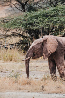 Ein afrikanischer Elefant steht inmitten des trockenen Grases der kenianischen Savanne und zeigt seine Größe und die Schönheit der Wildnis. - ADSF51774