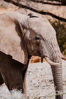 Eine Nahaufnahme eines afrikanischen Elefanten vor einem natürlichen, unscharfen Hintergrund in der Wildnis Kenias, die seine strukturierte Haut und seine Stoßzähne zeigt. - ADSF51775