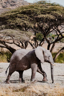 Ein majestätischer afrikanischer Elefant spaziert friedlich zwischen den Akazienbäumen in einer sonnenverwöhnten Savanne in Kenia, Afrika. - ADSF51776