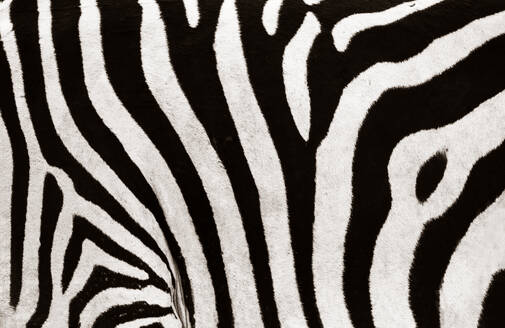 Full frame of an abstract close-up of a zebra's coat showcases the mesmerizing pattern of black and white stripes - ADSF51780