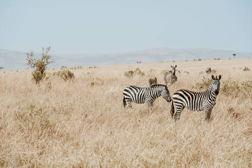 Gelassene Landschaft mit einer Herde aufmerksamer Zebras inmitten einer weiten, goldenen Wiese unter einem klaren blauen Himmel - ADSF51781